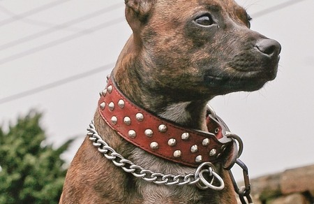 Best Ways To Use A Training Collar For Dogs